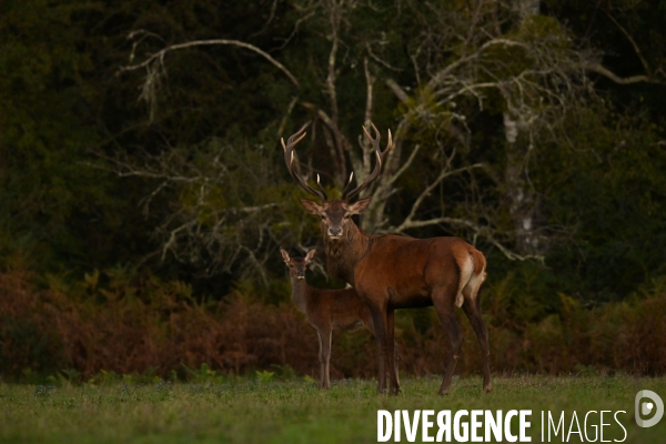 Brame du cerf en forêt de Chambord