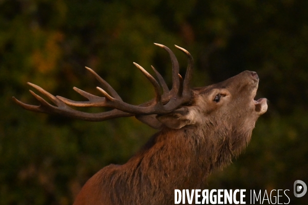 Brame du cerf en forêt de Chambord