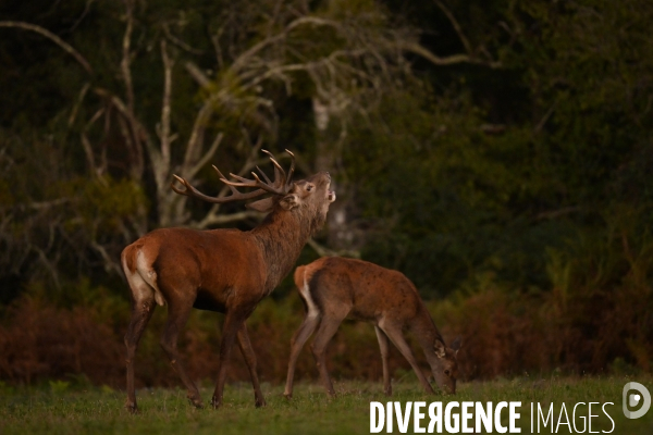 Brame du cerf en forêt de Chambord