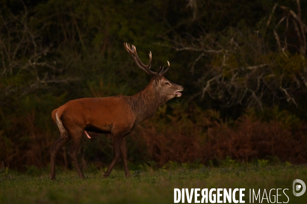 Brame du cerf en forêt de Chambord