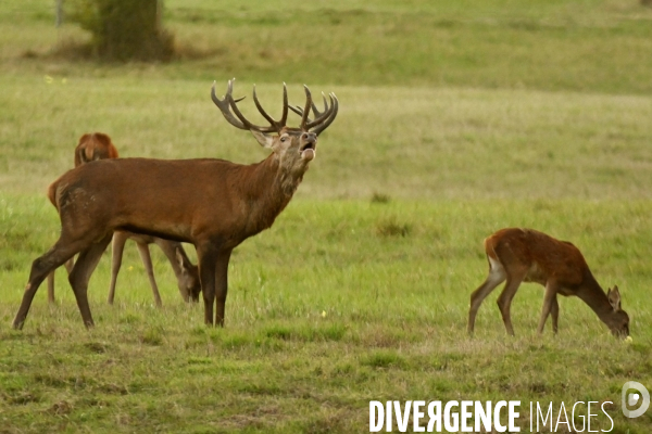 Brame du cerf en forêt de Chambord