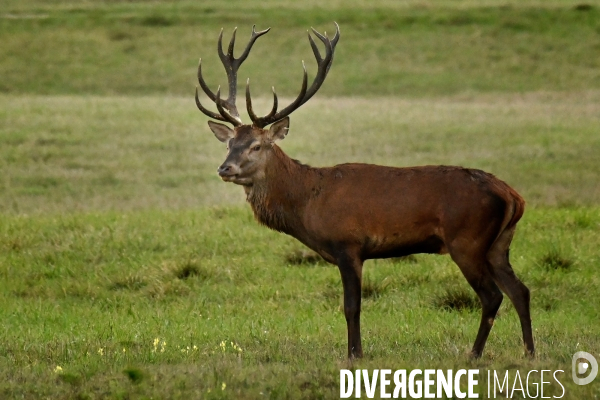 Brame du cerf en forêt de Chambord