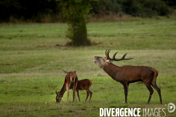 Brame du cerf en forêt de Chambord