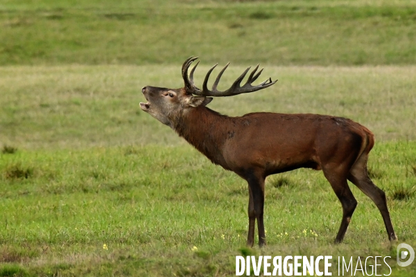 Brame du cerf en forêt de Chambord