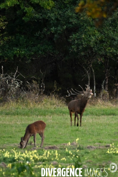 Brame du cerf en forêt de Chambord