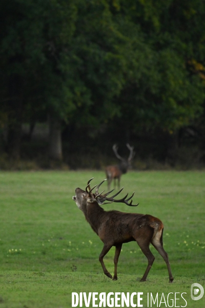 Brame du cerf en forêt de Chambord