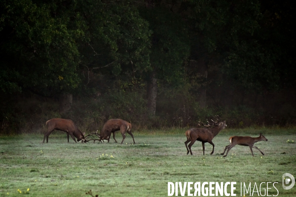 Brame du cerf en forêt de Chambord