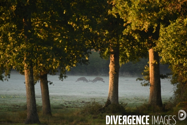 Brame du cerf en forêt de Chambord