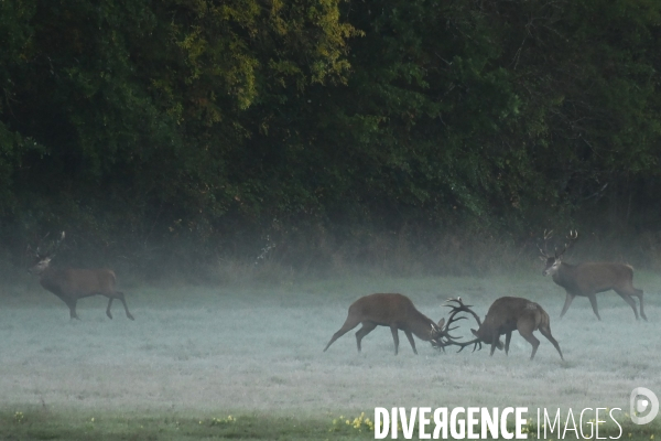 Brame du cerf en forêt de Chambord