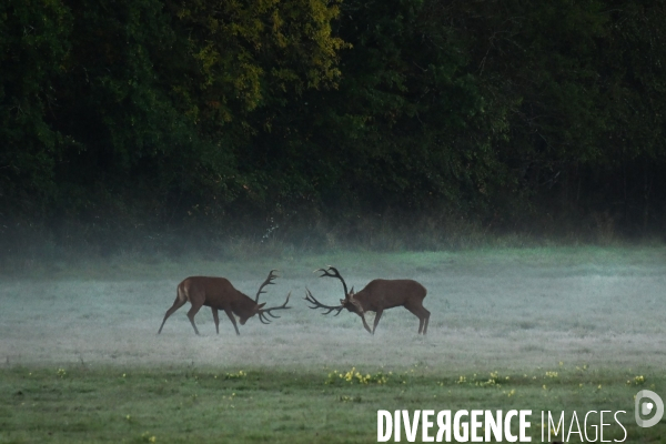 Brame du cerf en forêt de Chambord