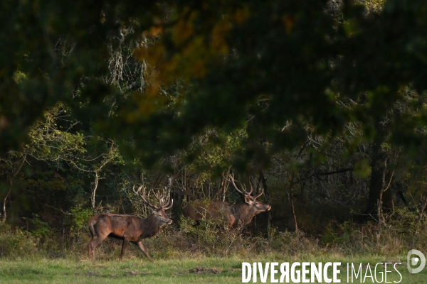 Brame du cerf en forêt de Chambord
