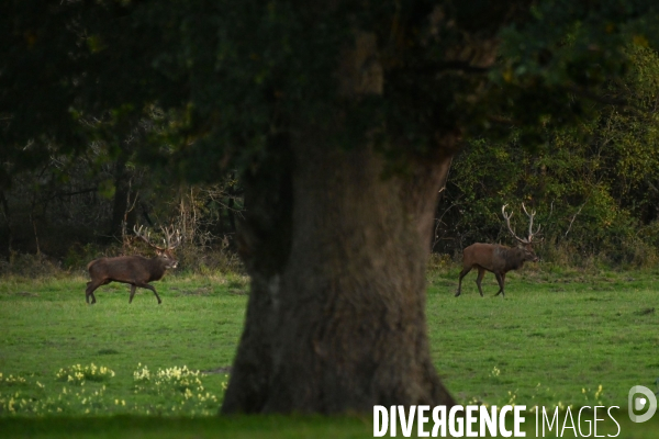 Brame du cerf en forêt de Chambord