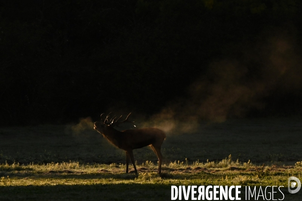 Brame du cerf en forêt de Chambord