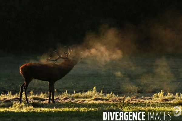 Brame du cerf en forêt de Chambord