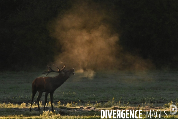 Brame du cerf en forêt de Chambord