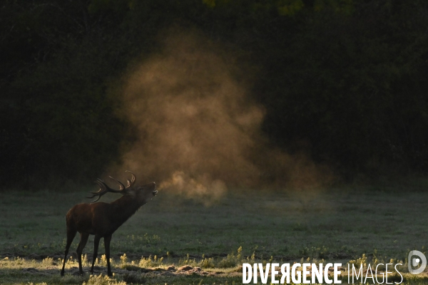 Brame du cerf en forêt de Chambord