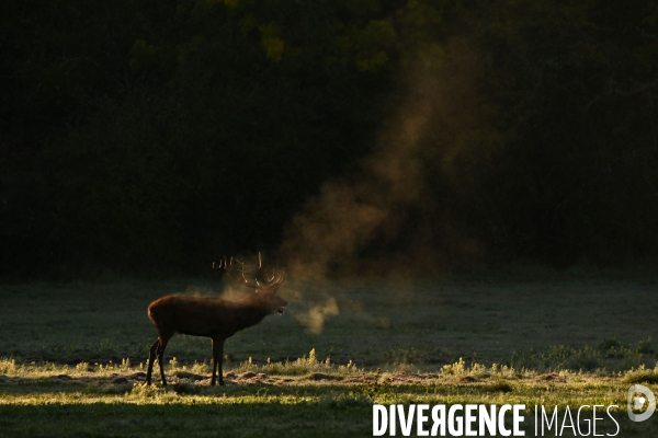 Brame du cerf en forêt de Chambord