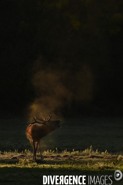 Brame du cerf en forêt de Chambord