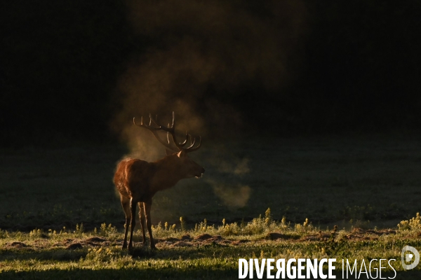 Brame du cerf en forêt de Chambord