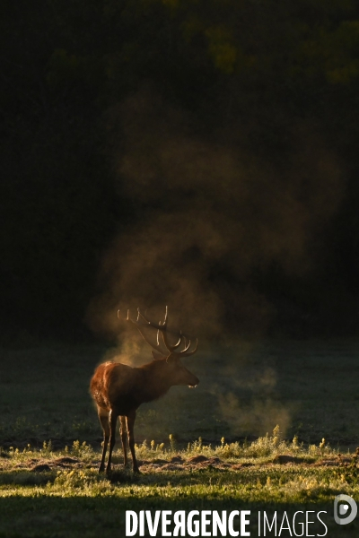 Brame du cerf en forêt de Chambord