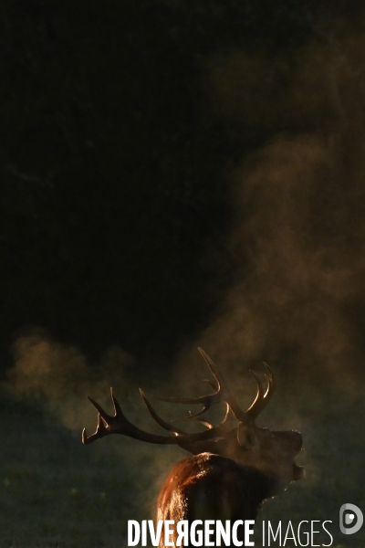 Brame du cerf en forêt de Chambord