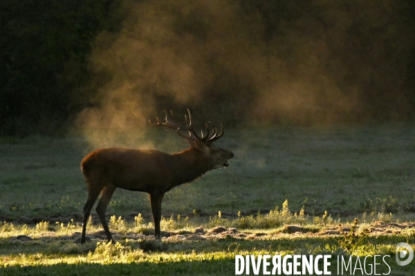 Brame du cerf en forêt de Chambord