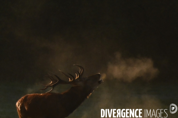 Brame du cerf en forêt de Chambord