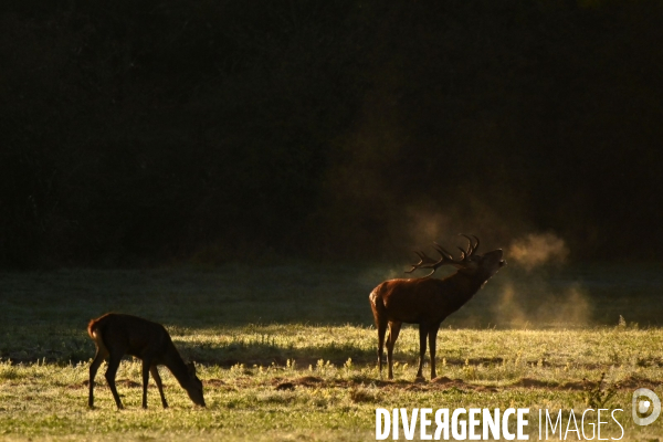 Brame du cerf en forêt de Chambord