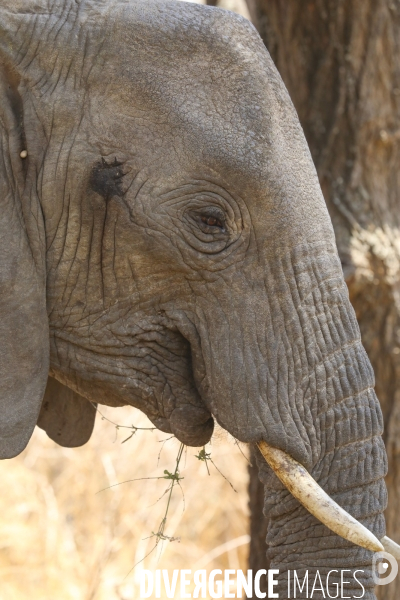 Parc national du tarangire/tanzanie