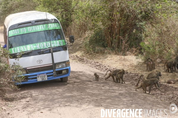 Parc national du tarangire/tanzanie