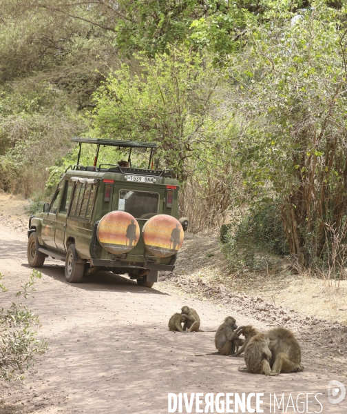 Parc national du tarangire/tanzanie