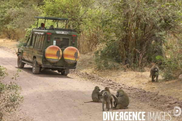 Parc national du tarangire/tanzanie