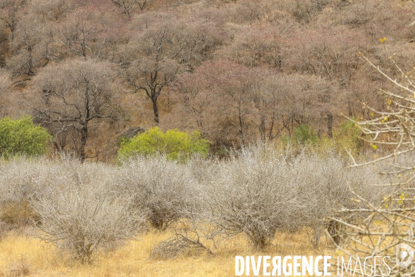 Parc national du tarangire/tanzanie