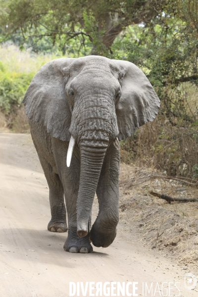 Parc national du tarangire/tanzanie