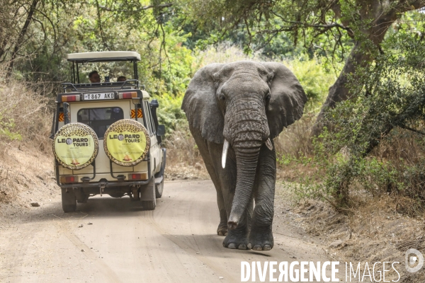 Parc national du tarangire/tanzanie