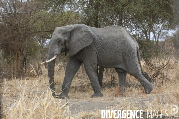 Parc national du tarangire/tanzanie