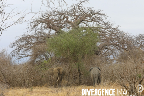 Parc national du tarangire/tanzanie