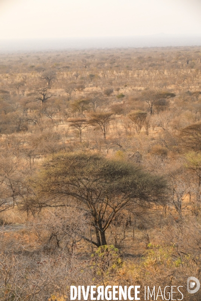 Parc national du tarangire/tanzanie