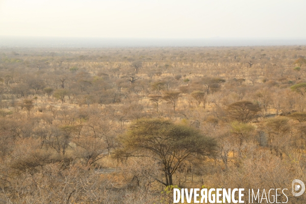 Parc national du tarangire/tanzanie