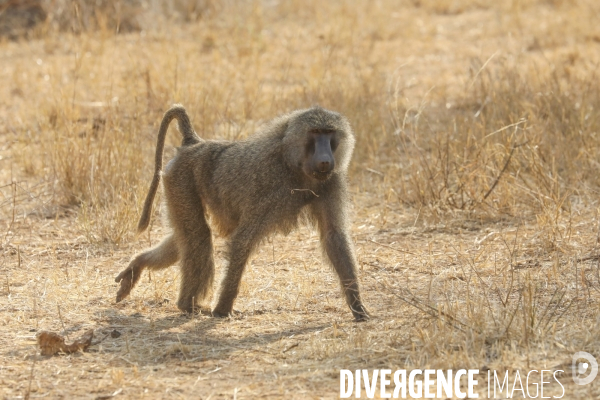 Parc national du tarangire/tanzanie