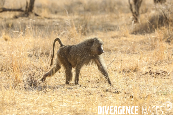 Parc national du tarangire/tanzanie