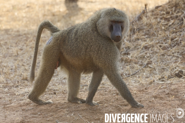 Parc national du tarangire/tanzanie