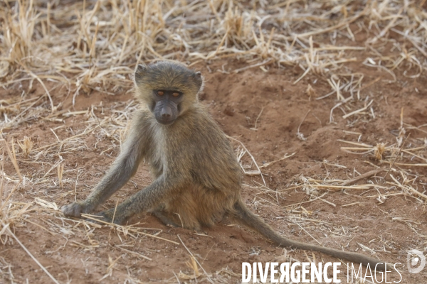 Parc national du tarangire/tanzanie