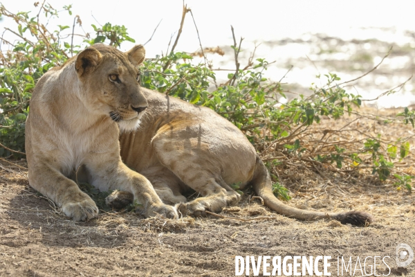 Parc national du tarangire/tanzanie