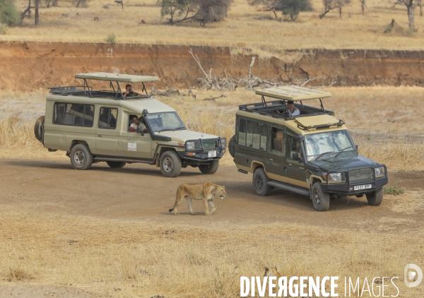 Parc national du tarangire/tanzanie