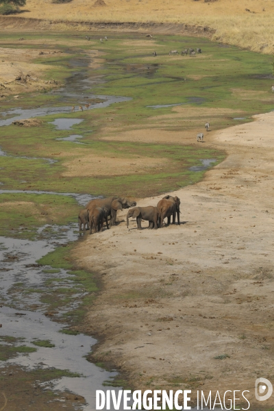 Parc national du tarangire/tanzanie