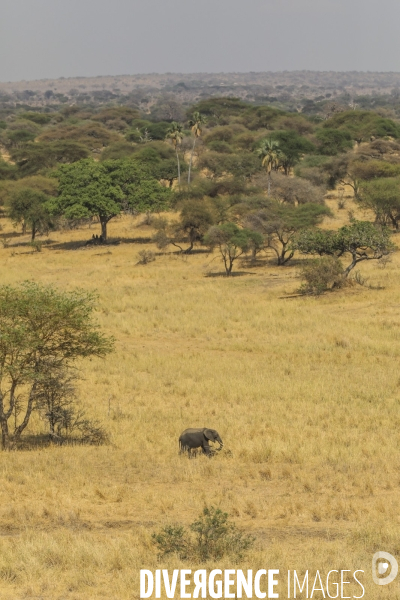 Parc national du tarangire/tanzanie