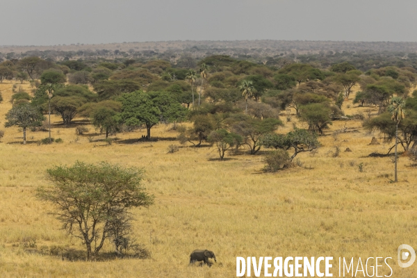 Parc national du tarangire/tanzanie