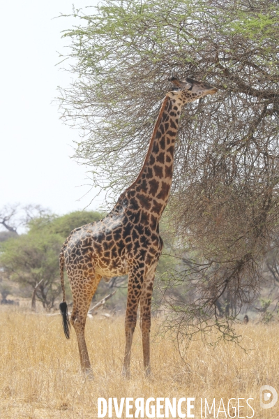 Parc national du tarangire/tanzanie