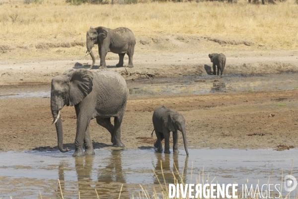 Parc national du tarangire/tanzanie